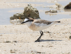 Charadrius marginatus