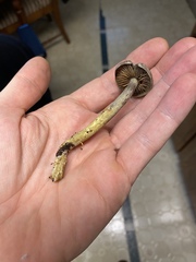 Gymnopilus punctifolius