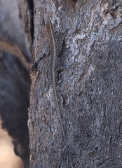 Cryptoblepharus pannosus