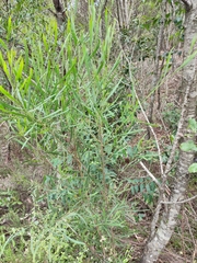Acacia stricta