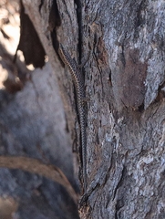 Cryptoblepharus pannosus