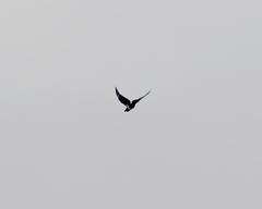 Corvus albus