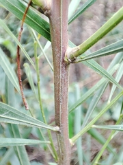 Acacia stricta