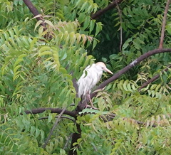 Bubulcus ibis