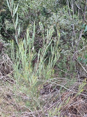 Acacia stricta