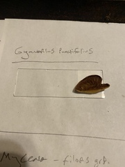 Gymnopilus punctifolius