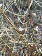 Stephanomeria diegensis