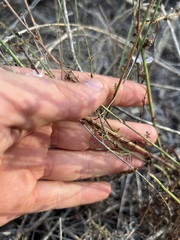 Stephanomeria diegensis