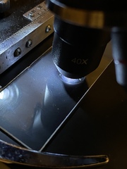 Gymnopilus punctifolius