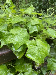 Delairea odorata