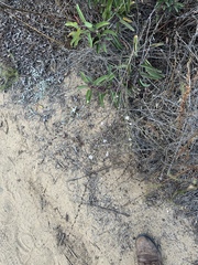 Stephanomeria diegensis