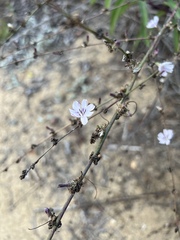 Stephanomeria diegensis