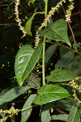 Deeringia amaranthoides