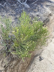 Baccharis sergiloides