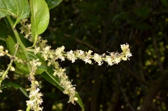 Deeringia amaranthoides