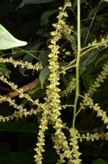 Deeringia amaranthoides
