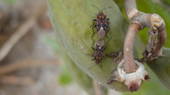 Spilostethus pandurus elegans