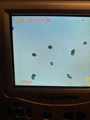 Gymnopilus punctifolius