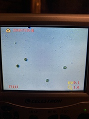 Gymnopilus punctifolius