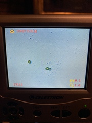 Gymnopilus punctifolius