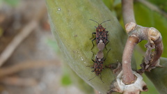 Spilostethus pandurus elegans