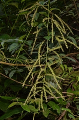 Deeringia amaranthoides