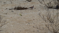 Streptopelia senegalensis
