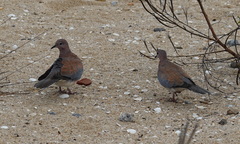 Streptopelia senegalensis