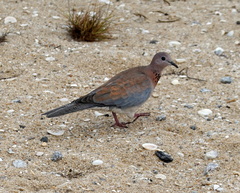 Streptopelia senegalensis