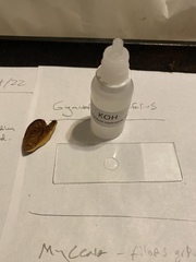 Gymnopilus punctifolius