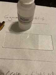 Gymnopilus punctifolius