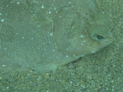Pleuronichthys coenosus