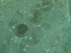 Pleuronichthys coenosus