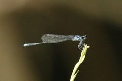 Prodasineura laidlawii