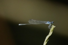 Prodasineura laidlawii