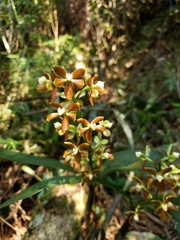 Prosthechea vespa