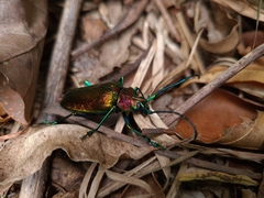 Pyrodes nitidus