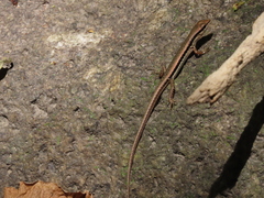 Sphenomorphus maculatus