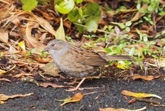 Prunella modularis occidentalis