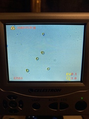 Gymnopilus punctifolius