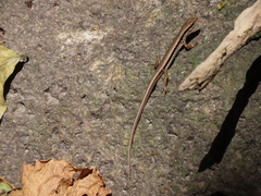 Sphenomorphus maculatus