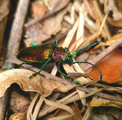 Pyrodes nitidus