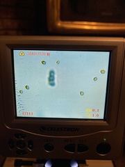 Gymnopilus punctifolius