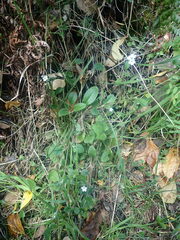 Myosotis lytteltonensis
