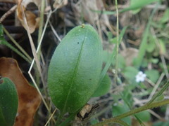 Myosotis lytteltonensis