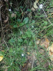 Myosotis lytteltonensis