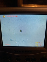 Gymnopilus punctifolius