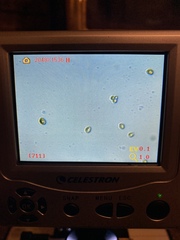 Gymnopilus punctifolius