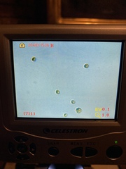 Gymnopilus punctifolius