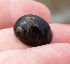 Gastropoda